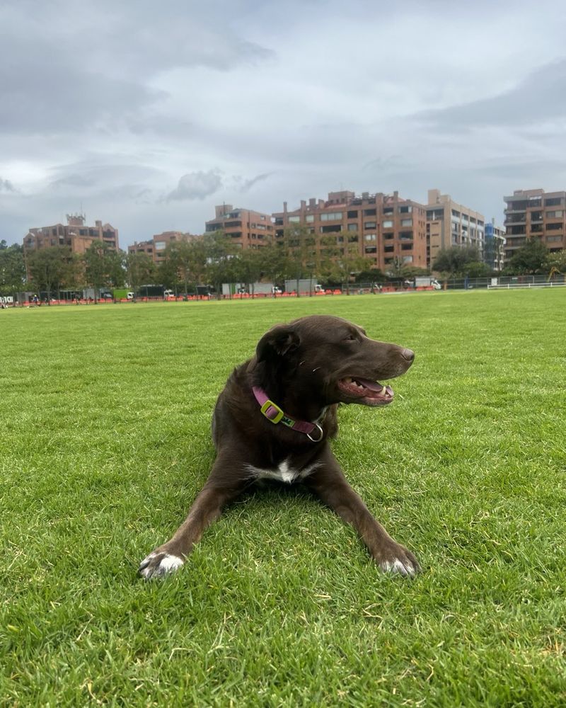 Oliva, terapeuta canina